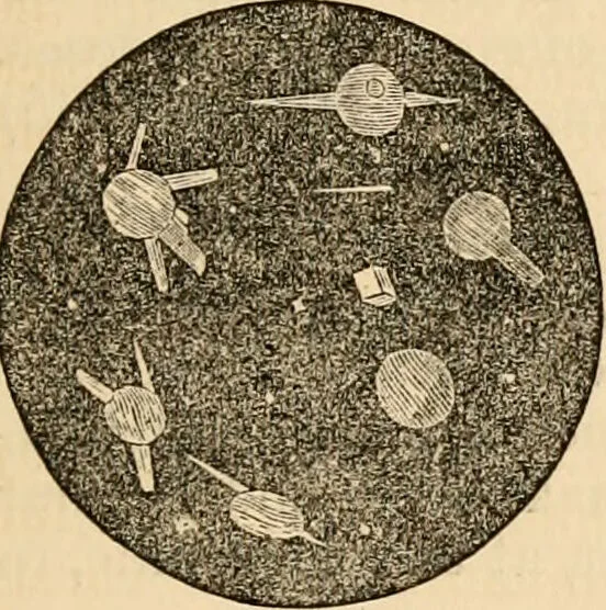 An illustration from The household physician : for the use of families, planters, seamen, and travellers ; being a brief description, in plain language, of all the diseases of men, women, and children, with the newest and most approved methods of curing them / by Ira Warren., 1866, leaf 145