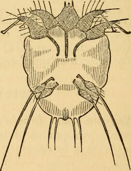 An illustration from The household physician : for the use of families, planters, seamen, and travellers ; being a brief description, in plain language, of all the diseases of men, women, and children, with the newest and most approved methods of curing them / by Ira Warren., 1866, leaf 156