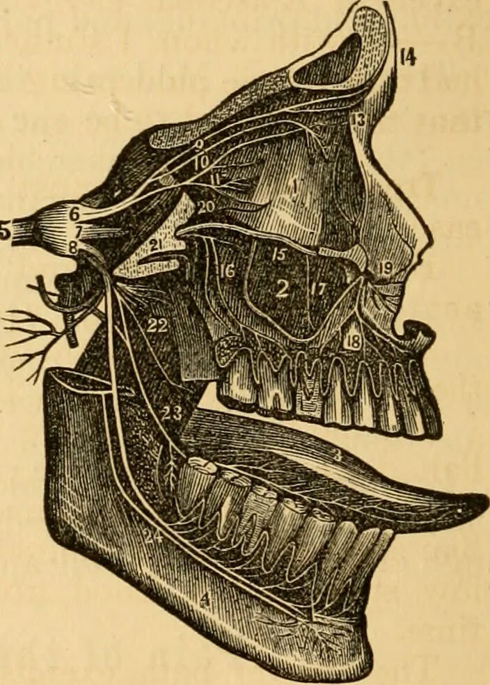 An illustration from The household physician : for the use of families, planters, seamen, and travellers ; being a brief description, in plain language, of all the diseases of men, women, and children, with the newest and most approved methods of curing them / by Ira Warren., 1866, leaf 190