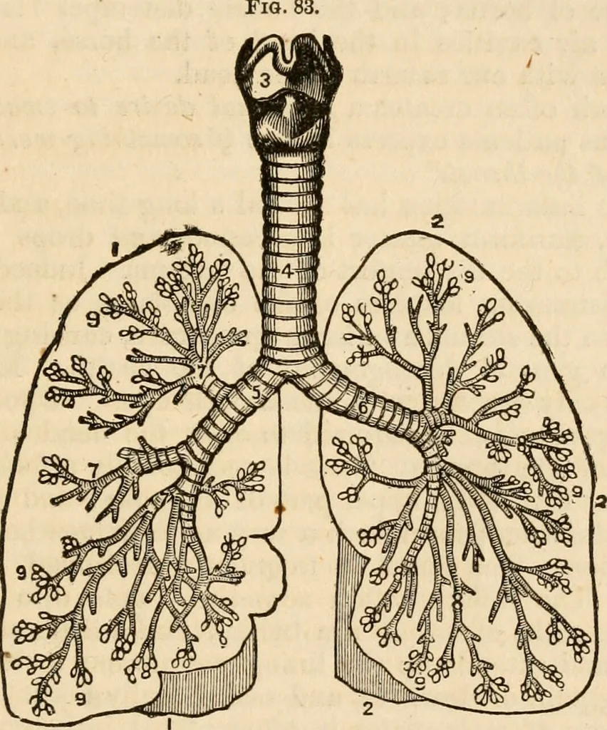An illustration from The household physician : for the use of families, planters, seamen, and travellers ; being a brief description, in plain language, of all the diseases of men, women, and children, with the newest and most approved methods of curing them / by Ira Warren., 1866, leaf 207