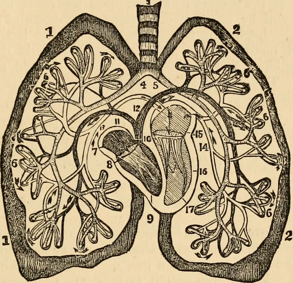 An illustration from The household physician : for the use of families, planters, seamen, and travellers ; being a brief description, in plain language, of all the diseases of men, women, and children, with the newest and most approved methods of curing them / by Ira Warren., 1866, leaf 265