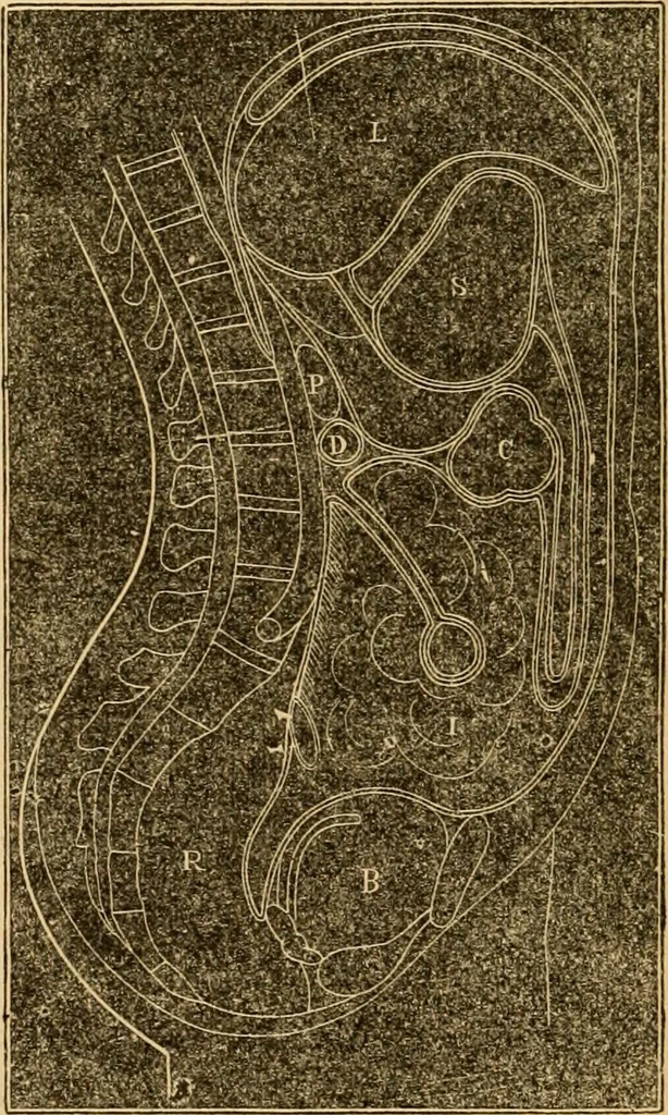 An illustration from The household physician : for the use of families, planters, seamen, and travellers ; being a brief description, in plain language, of all the diseases of men, women, and children, with the newest and most approved methods of curing them / by Ira Warren., 1866, leaf 280