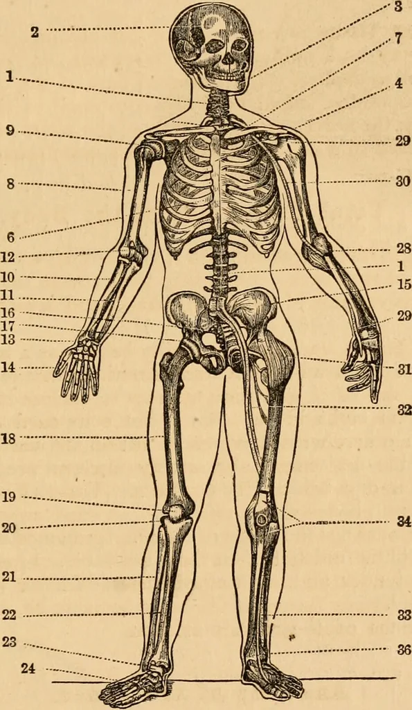 An illustration from The household physician : for the use of families, planters, seamen, and travellers ; being a brief description, in plain language, of all the diseases of men, women, and children, with the newest and most approved methods of curing them / by Ira Warren., 1866, leaf 29