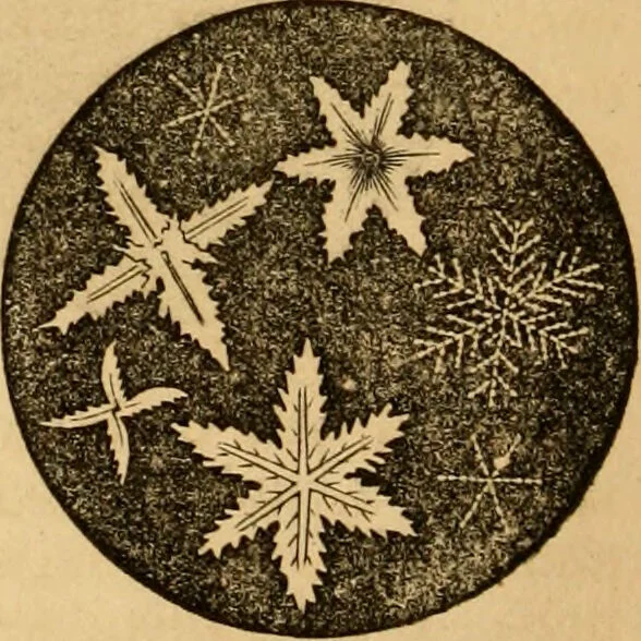 An illustration from The household physician : for the use of families, planters, seamen, and travellers ; being a brief description, in plain language, of all the diseases of men, women, and children, with the newest and most approved methods of curing them / by Ira Warren., 1866, leaf 292