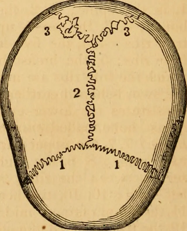 An illustration from The household physician : for the use of families, planters, seamen, and travellers ; being a brief description, in plain language, of all the diseases of men, women, and children, with the newest and most approved methods of curing them / by Ira Warren., 1866, leaf 30