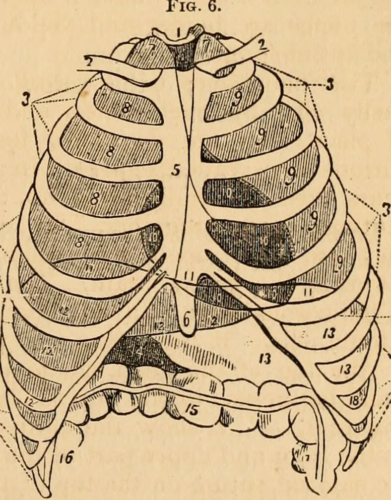 An illustration from The household physician : for the use of families, planters, seamen, and travellers ; being a brief description, in plain language, of all the diseases of men, women, and children, with the newest and most approved methods of curing them / by Ira Warren., 1866, leaf 31
