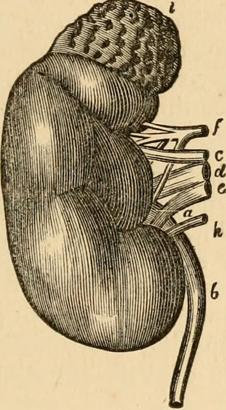 An illustration from The household physician : for the use of families, planters, seamen, and travellers ; being a brief description, in plain language, of all the diseases of men, women, and children, with the newest and most approved methods of curing them / by Ira Warren., 1866, leaf 313