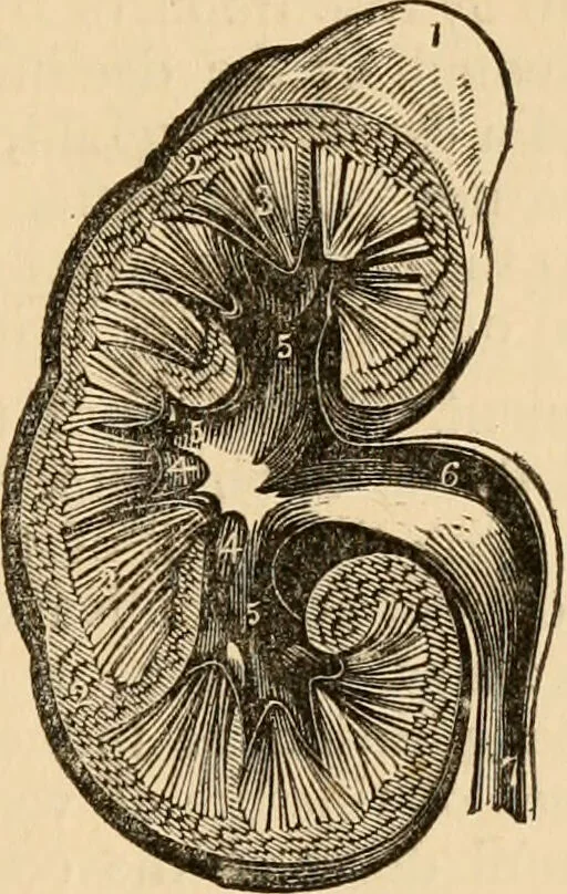 An illustration from The household physician : for the use of families, planters, seamen, and travellers ; being a brief description, in plain language, of all the diseases of men, women, and children, with the newest and most approved methods of curing them / by Ira Warren., 1866, leaf 313