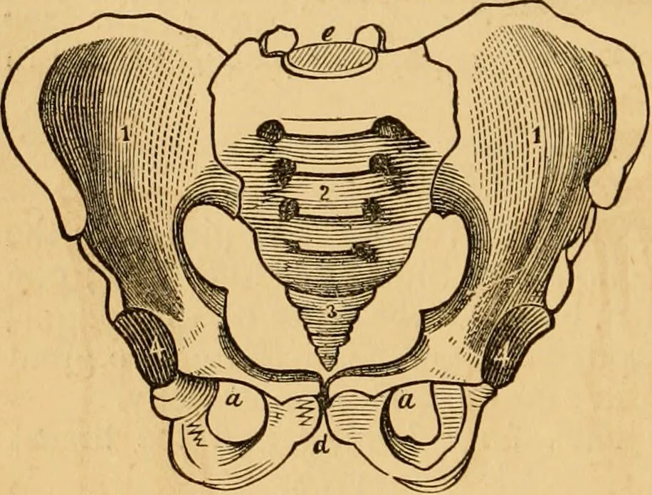 An illustration from The household physician : for the use of families, planters, seamen, and travellers ; being a brief description, in plain language, of all the diseases of men, women, and children, with the newest and most approved methods of curing them / by Ira Warren., 1866, leaf 32