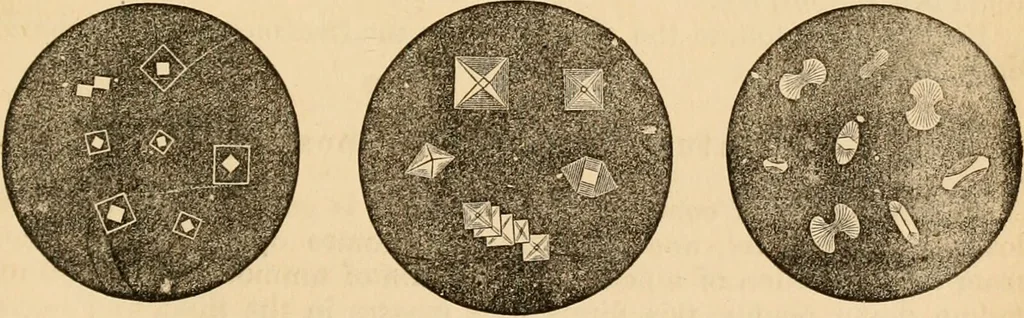 An illustration from The household physician : for the use of families, planters, seamen, and travellers ; being a brief description, in plain language, of all the diseases of men, women, and children, with the newest and most approved methods of curing them / by Ira Warren., 1866, leaf 329