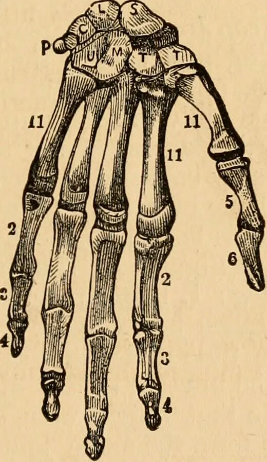 An illustration from The household physician : for the use of families, planters, seamen, and travellers ; being a brief description, in plain language, of all the diseases of men, women, and children, with the newest and most approved methods of curing them / by Ira Warren., 1866, leaf 33
