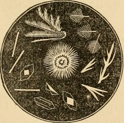 An illustration from The household physician : for the use of families, planters, seamen, and travellers ; being a brief description, in plain language, of all the diseases of men, women, and children, with the newest and most approved methods of curing them / by Ira Warren., 1866, leaf 331