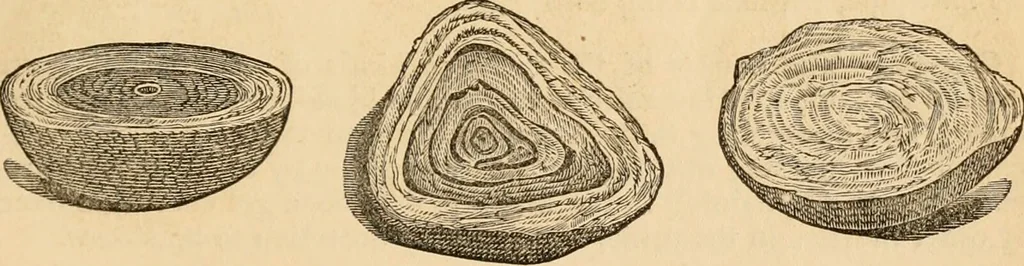 An illustration from The household physician : for the use of families, planters, seamen, and travellers ; being a brief description, in plain language, of all the diseases of men, women, and children, with the newest and most approved methods of curing them / by Ira Warren., 1866, leaf 333
