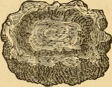 An illustration from The household physician : for the use of families, planters, seamen, and travellers ; being a brief description, in plain language, of all the diseases of men, women, and children, with the newest and most approved methods of curing them / by Ira Warren., 1866, leaf 334