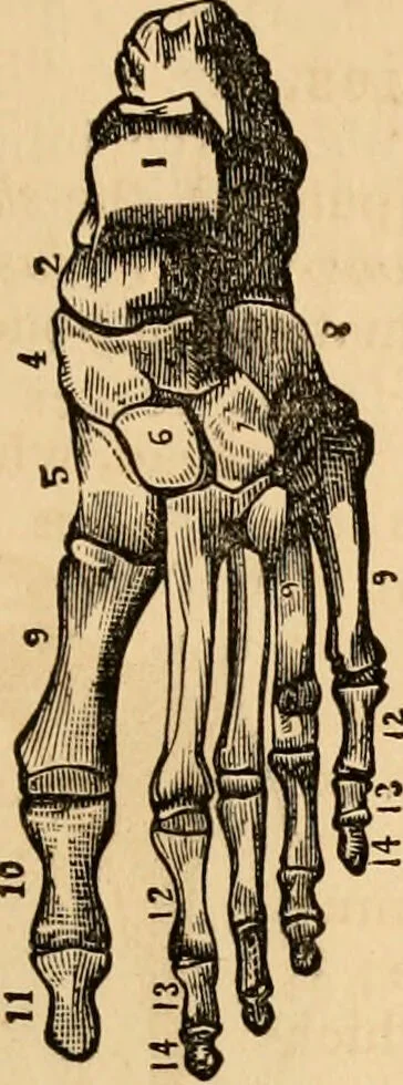 An illustration from The household physician : for the use of families, planters, seamen, and travellers ; being a brief description, in plain language, of all the diseases of men, women, and children, with the newest and most approved methods of curing them / by Ira Warren., 1866, leaf 35