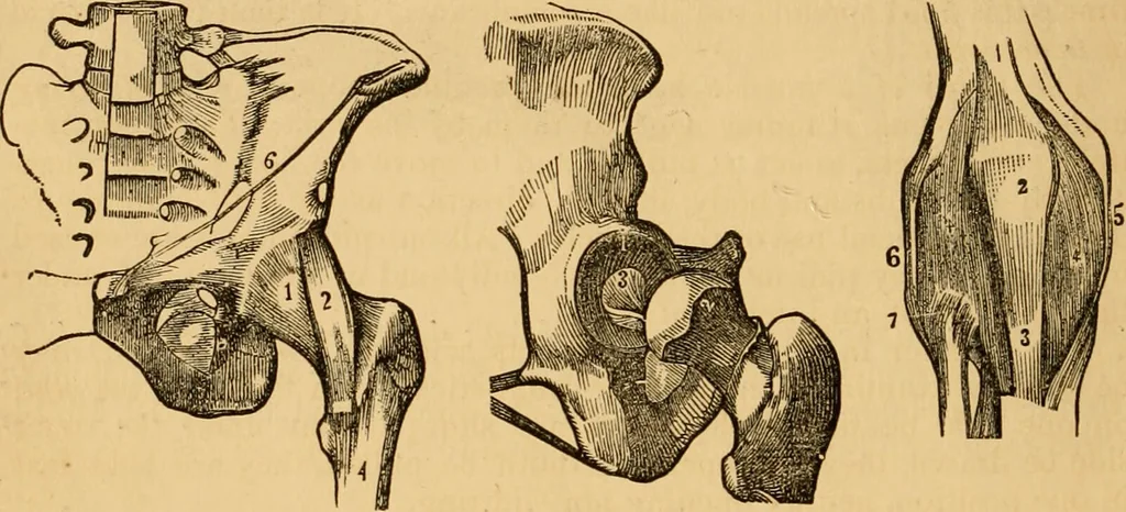 An illustration from The household physician : for the use of families, planters, seamen, and travellers ; being a brief description, in plain language, of all the diseases of men, women, and children, with the newest and most approved methods of curing them / by Ira Warren., 1866, leaf 36