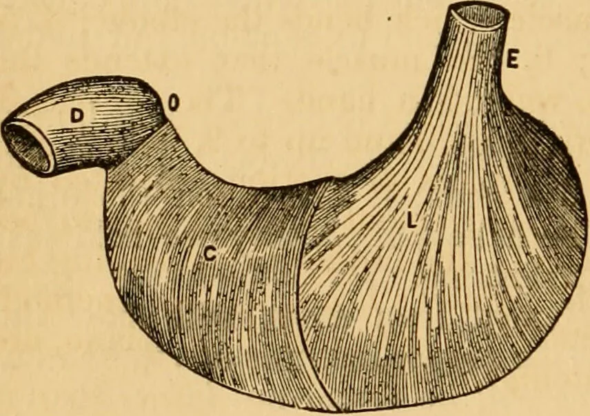 An illustration from The household physician : for the use of families, planters, seamen, and travellers ; being a brief description, in plain language, of all the diseases of men, women, and children, with the newest and most approved methods of curing them / by Ira Warren., 1866, leaf 38