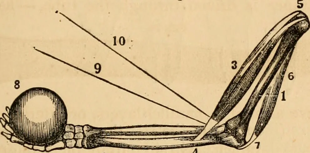 An illustration from The household physician : for the use of families, planters, seamen, and travellers ; being a brief description, in plain language, of all the diseases of men, women, and children, with the newest and most approved methods of curing them / by Ira Warren., 1866, leaf 39