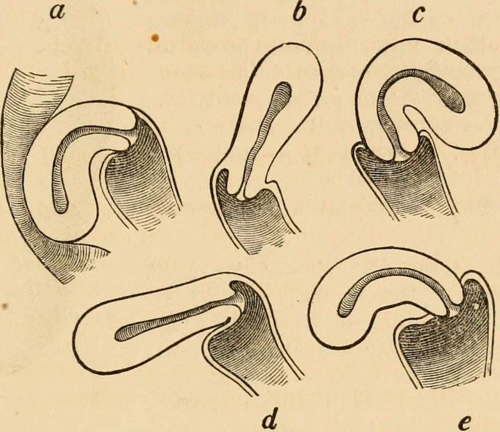 An illustration from The household physician : for the use of families, planters, seamen, and travellers ; being a brief description, in plain language, of all the diseases of men, women, and children, with the newest and most approved methods of curing them / by Ira Warren., 1866, leaf 395