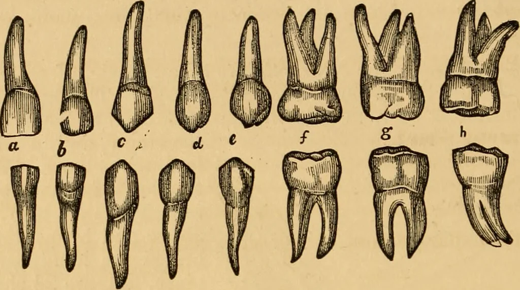 An illustration from The household physician : for the use of families, planters, seamen, and travellers ; being a brief description, in plain language, of all the diseases of men, women, and children, with the newest and most approved methods of curing them / by Ira Warren., 1866, leaf 40