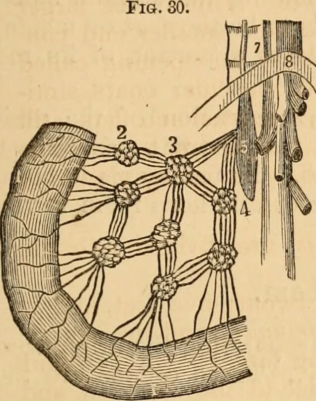 An illustration from The household physician : for the use of families, planters, seamen, and travellers ; being a brief description, in plain language, of all the diseases of men, women, and children, with the newest and most approved methods of curing them / by Ira Warren., 1866, leaf 43