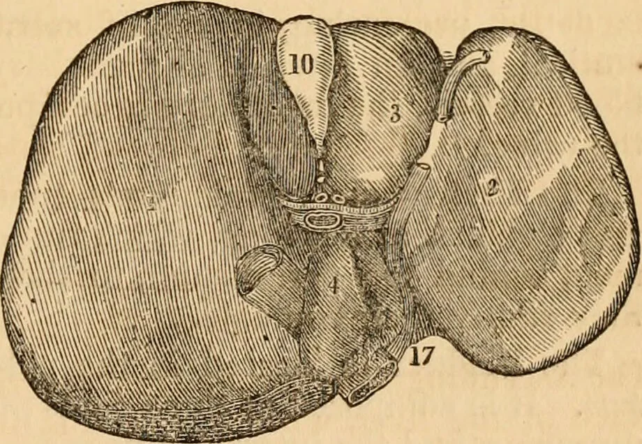 An illustration from The household physician : for the use of families, planters, seamen, and travellers ; being a brief description, in plain language, of all the diseases of men, women, and children, with the newest and most approved methods of curing them / by Ira Warren., 1866, leaf 43
