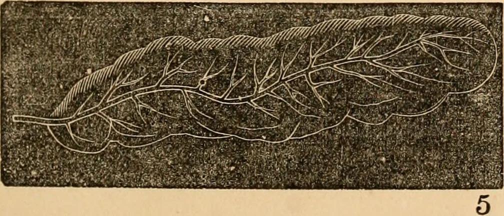 An illustration from The household physician : for the use of families, planters, seamen, and travellers ; being a brief description, in plain language, of all the diseases of men, women, and children, with the newest and most approved methods of curing them / by Ira Warren., 1866, leaf 43