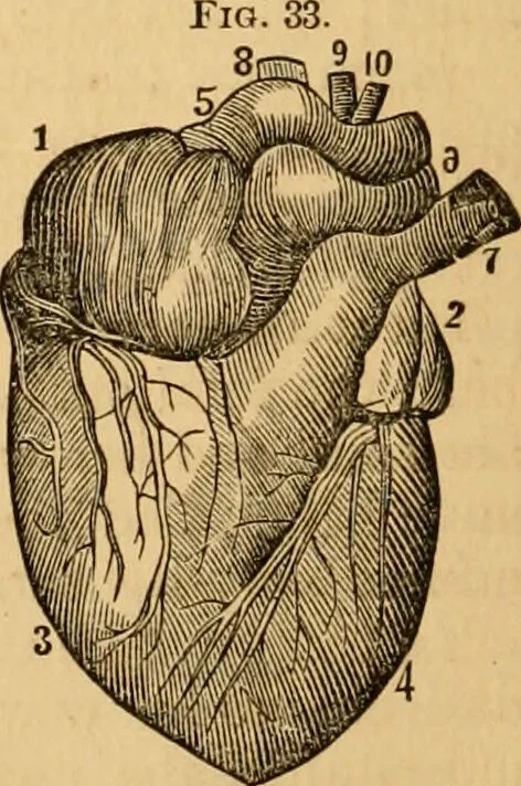 An illustration from The household physician : for the use of families, planters, seamen, and travellers ; being a brief description, in plain language, of all the diseases of men, women, and children, with the newest and most approved methods of curing them / by Ira Warren., 1866, leaf 46
