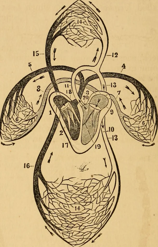 An illustration from The household physician : for the use of families, planters, seamen, and travellers ; being a brief description, in plain language, of all the diseases of men, women, and children, with the newest and most approved methods of curing them / by Ira Warren., 1866, leaf 48