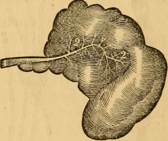 An illustration from The household physician : for the use of families, planters, seamen, and travellers ; being a brief description, in plain language, of all the diseases of men, women, and children, with the newest and most approved methods of curing them / by Ira Warren., 1866, leaf 50