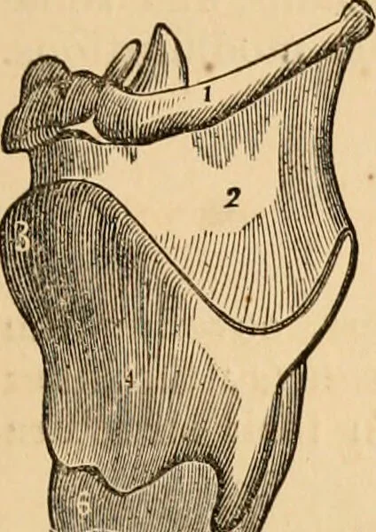 An illustration from The household physician : for the use of families, planters, seamen, and travellers ; being a brief description, in plain language, of all the diseases of men, women, and children, with the newest and most approved methods of curing them / by Ira Warren., 1866, leaf 51