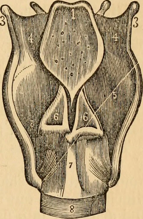 An illustration from The household physician : for the use of families, planters, seamen, and travellers ; being a brief description, in plain language, of all the diseases of men, women, and children, with the newest and most approved methods of curing them / by Ira Warren., 1866, leaf 51