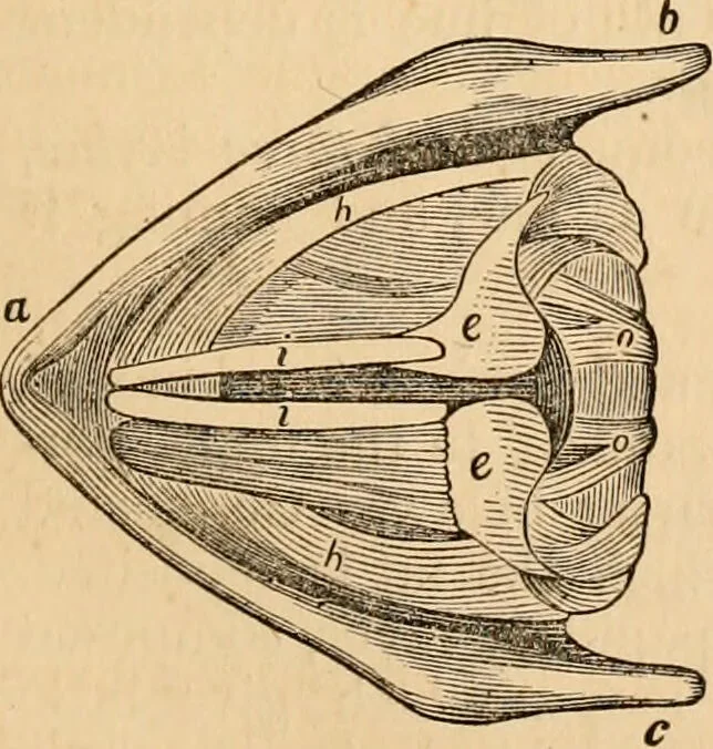 An illustration from The household physician : for the use of families, planters, seamen, and travellers ; being a brief description, in plain language, of all the diseases of men, women, and children, with the newest and most approved methods of curing them / by Ira Warren., 1866, leaf 51
