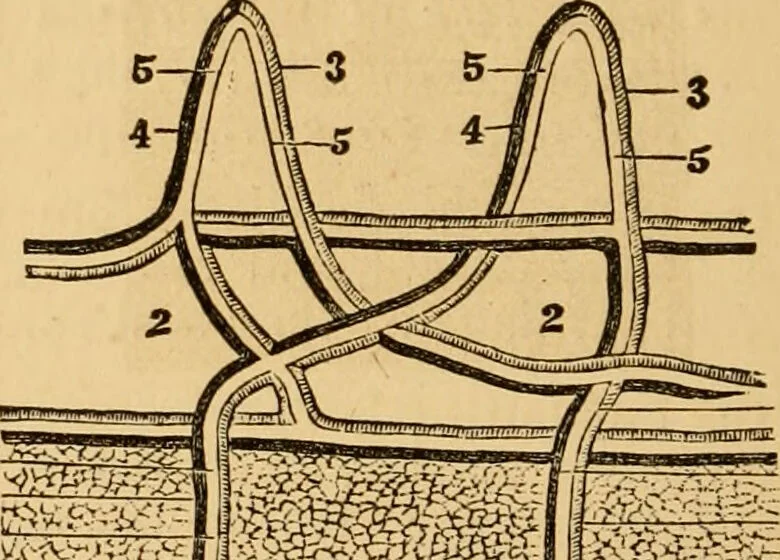 An illustration from The household physician : for the use of families, planters, seamen, and travellers ; being a brief description, in plain language, of all the diseases of men, women, and children, with the newest and most approved methods of curing them / by Ira Warren., 1866, leaf 52