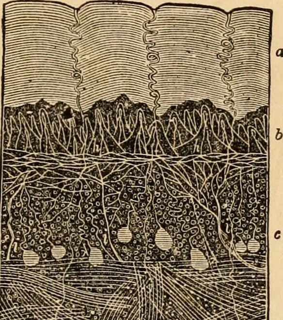 An illustration from The household physician : for the use of families, planters, seamen, and travellers ; being a brief description, in plain language, of all the diseases of men, women, and children, with the newest and most approved methods of curing them / by Ira Warren., 1866, leaf 53