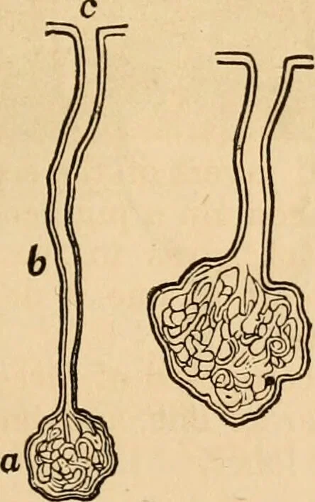 An illustration from The household physician : for the use of families, planters, seamen, and travellers ; being a brief description, in plain language, of all the diseases of men, women, and children, with the newest and most approved methods of curing them / by Ira Warren., 1866, leaf 53
