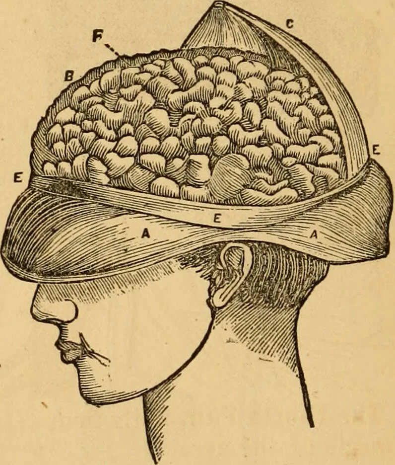 An illustration from The household physician : for the use of families, planters, seamen, and travellers ; being a brief description, in plain language, of all the diseases of men, women, and children, with the newest and most approved methods of curing them / by Ira Warren., 1866, leaf 54