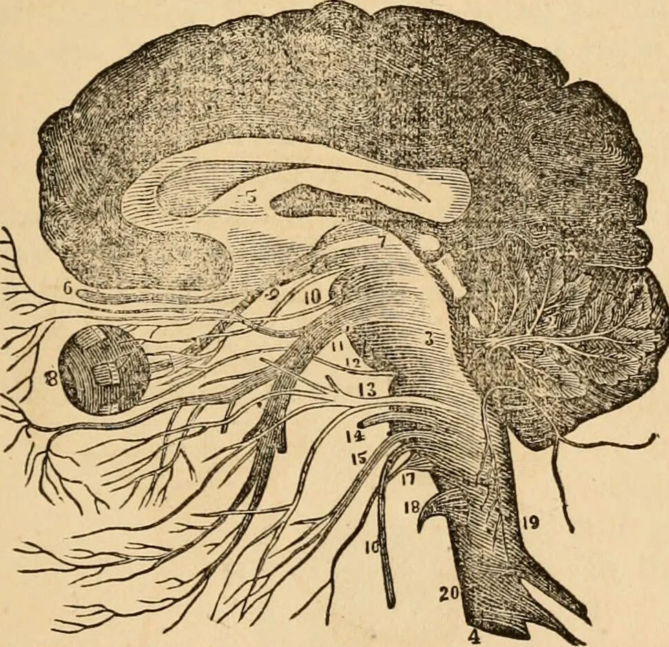 An illustration from The household physician : for the use of families, planters, seamen, and travellers ; being a brief description, in plain language, of all the diseases of men, women, and children, with the newest and most approved methods of curing them / by Ira Warren., 1866, leaf 55