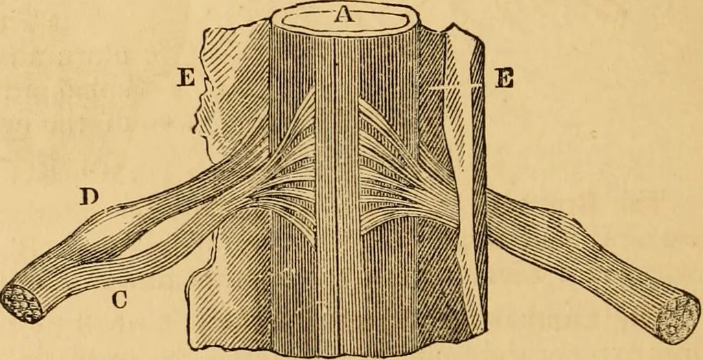 An illustration from The household physician : for the use of families, planters, seamen, and travellers ; being a brief description, in plain language, of all the diseases of men, women, and children, with the newest and most approved methods of curing them / by Ira Warren., 1866, leaf 56