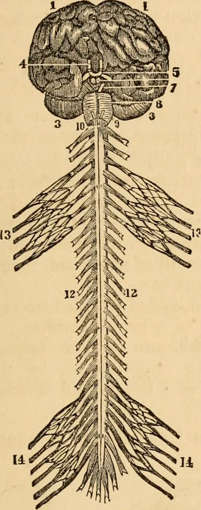 An illustration from The household physician : for the use of families, planters, seamen, and travellers ; being a brief description, in plain language, of all the diseases of men, women, and children, with the newest and most approved methods of curing them / by Ira Warren., 1866, leaf 57