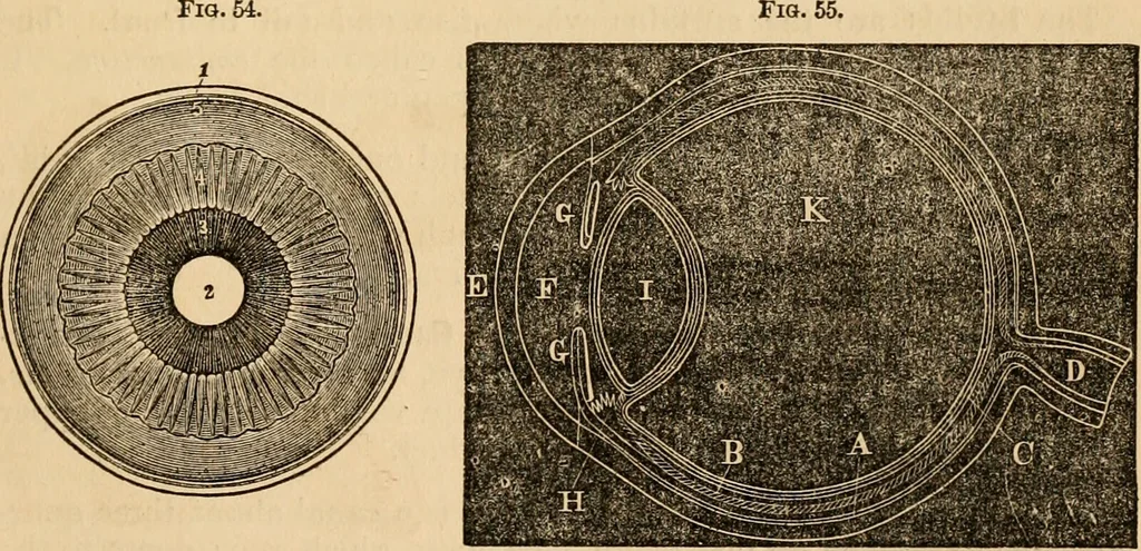 An illustration from The household physician : for the use of families, planters, seamen, and travellers ; being a brief description, in plain language, of all the diseases of men, women, and children, with the newest and most approved methods of curing them / by Ira Warren., 1866, leaf 59