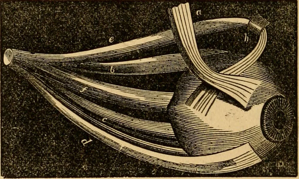 An illustration from The household physician : for the use of families, planters, seamen, and travellers ; being a brief description, in plain language, of all the diseases of men, women, and children, with the newest and most approved methods of curing them / by Ira Warren., 1866, leaf 60