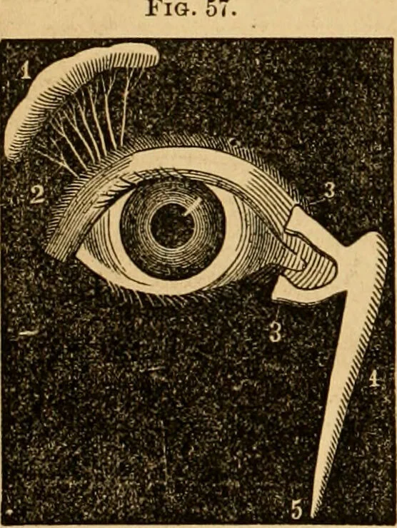 An illustration from The household physician : for the use of families, planters, seamen, and travellers ; being a brief description, in plain language, of all the diseases of men, women, and children, with the newest and most approved methods of curing them / by Ira Warren., 1866, leaf 60