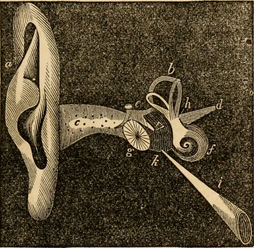 An illustration from The household physician : for the use of families, planters, seamen, and travellers ; being a brief description, in plain language, of all the diseases of men, women, and children, with the newest and most approved methods of curing them / by Ira Warren., 1866, leaf 61