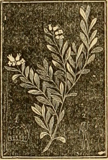 An illustration from The household physician : for the use of families, planters, seamen, and travellers ; being a brief description, in plain language, of all the diseases of men, women, and children, with the newest and most approved methods of curing them / by Ira Warren., 1866, leaf 622
