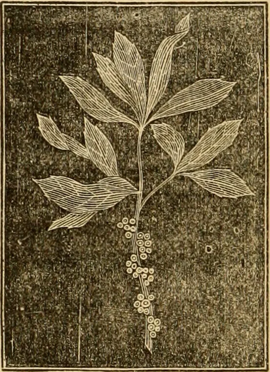 An illustration from The household physician : for the use of families, planters, seamen, and travellers ; being a brief description, in plain language, of all the diseases of men, women, and children, with the newest and most approved methods of curing them / by Ira Warren., 1866, leaf 622