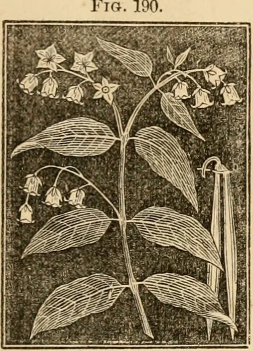 An illustration from The household physician : for the use of families, planters, seamen, and travellers ; being a brief description, in plain language, of all the diseases of men, women, and children, with the newest and most approved methods of curing them / by Ira Warren., 1866, leaf 623