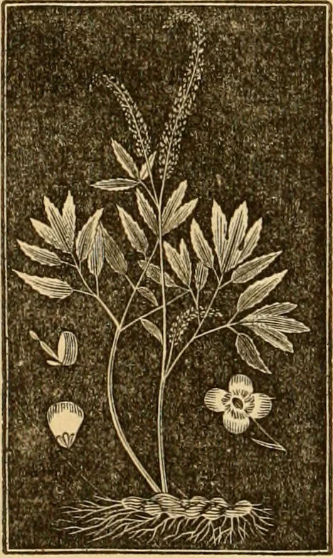 An illustration from The household physician : for the use of families, planters, seamen, and travellers ; being a brief description, in plain language, of all the diseases of men, women, and children, with the newest and most approved methods of curing them / by Ira Warren., 1866, leaf 624