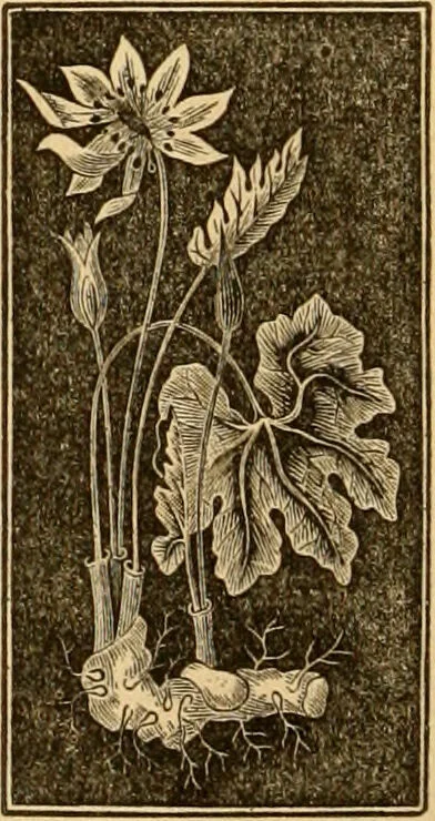 An illustration from The household physician : for the use of families, planters, seamen, and travellers ; being a brief description, in plain language, of all the diseases of men, women, and children, with the newest and most approved methods of curing them / by Ira Warren., 1866, leaf 624