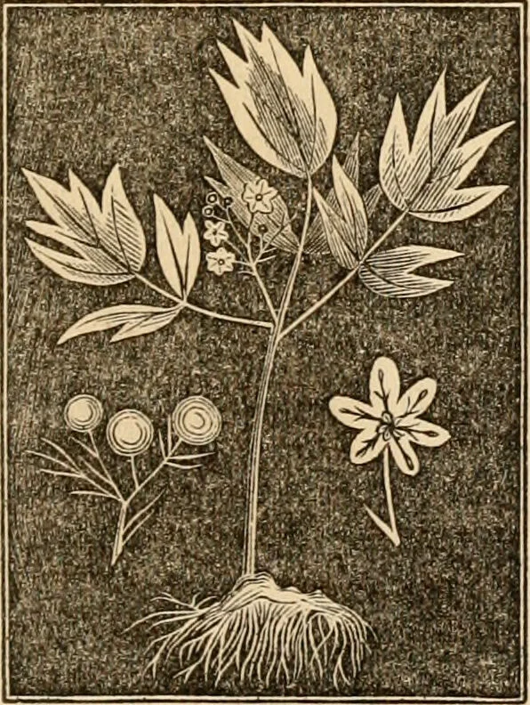 An illustration from The household physician : for the use of families, planters, seamen, and travellers ; being a brief description, in plain language, of all the diseases of men, women, and children, with the newest and most approved methods of curing them / by Ira Warren., 1866, leaf 625
